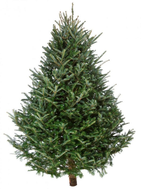 frasier fur christmas tree