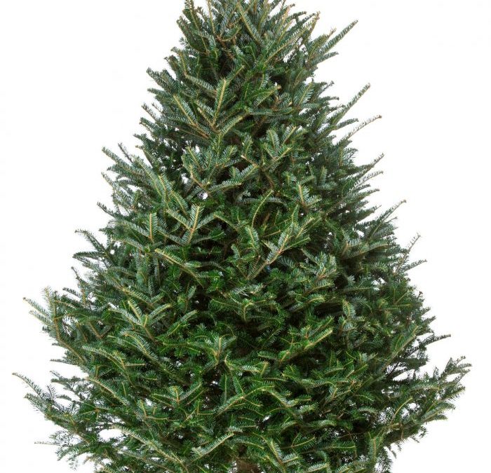 Fraser Fir Christmas Tree