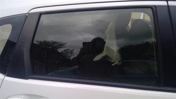 2016 HONDA FIT DOOR GLASS REAR - 10931542